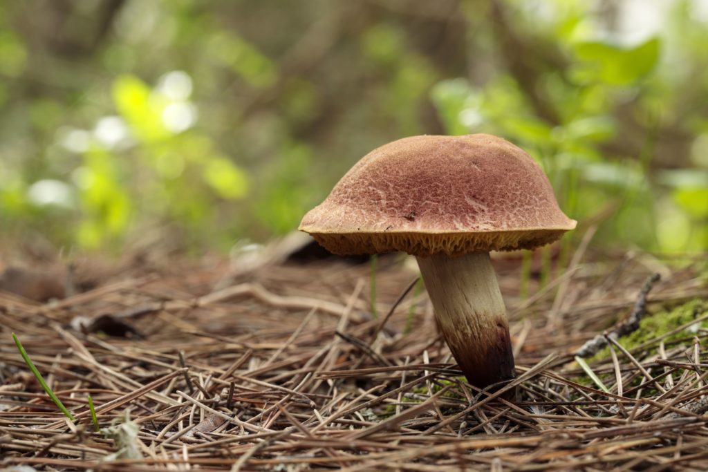 С 12 октября за сбор грибов может грозить тюрьма