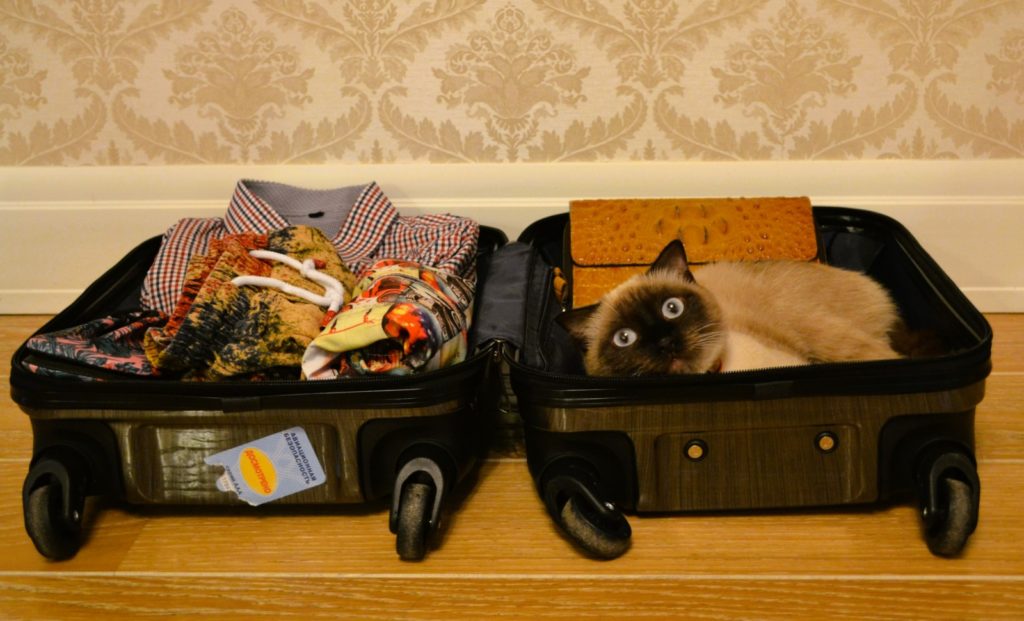 На отдых за границу через Толмачево отправились 58 четвероногих туристов