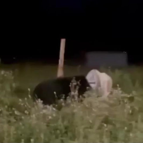 Инспекторы природнадзора застрелили медведя с бидоном на голове