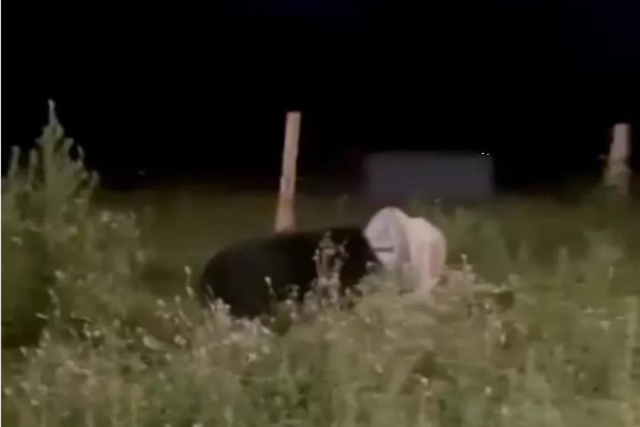 Инспекторы природнадзора застрелили медведя с бидоном на голове