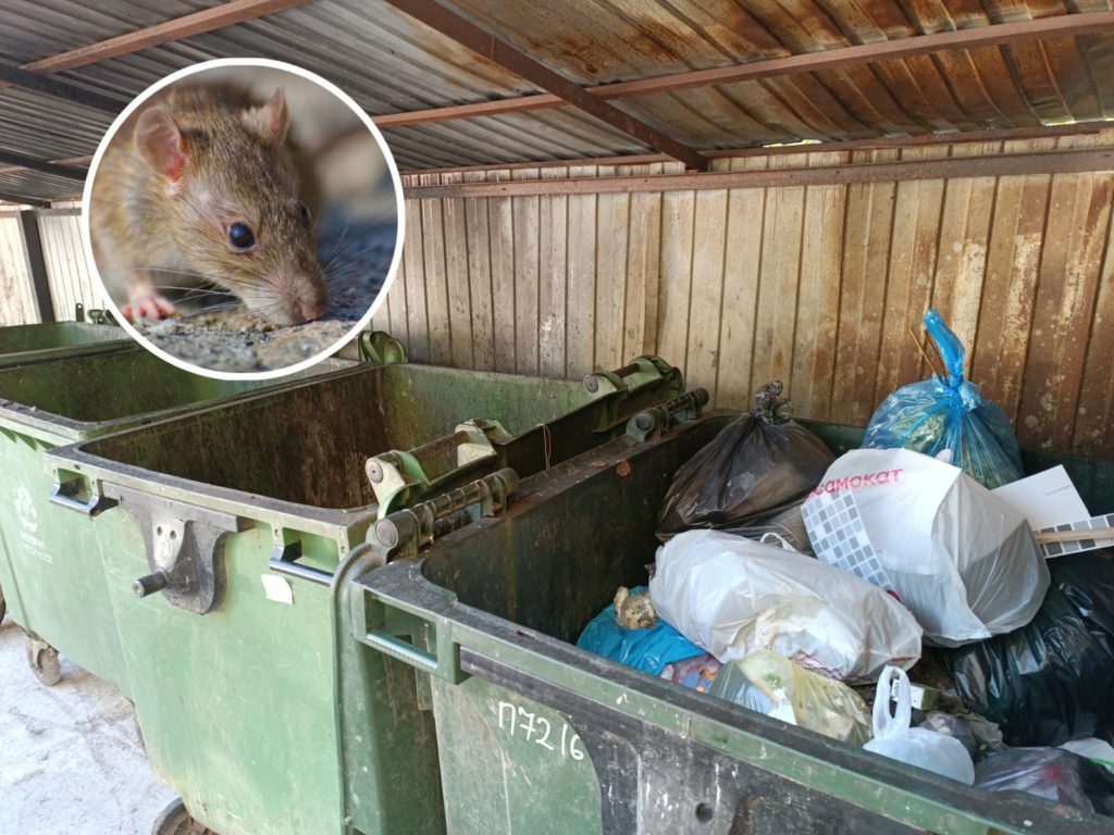 В центре Новосибирска началась война с крысами (видео)