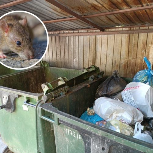 война с крыса в Новосибирске