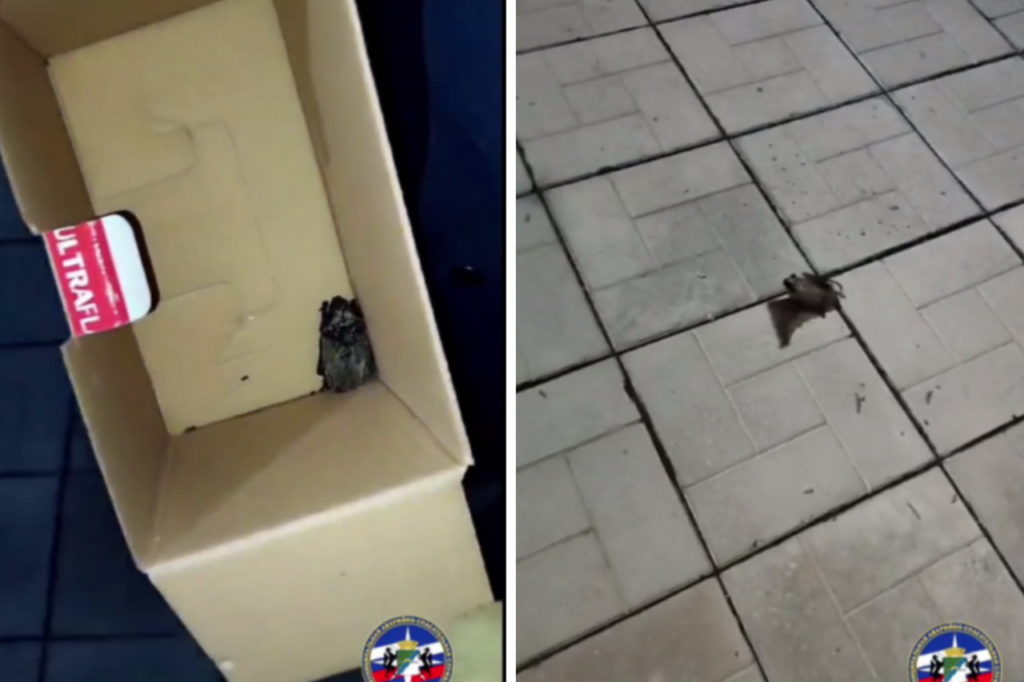 В квартиру к 83-летней жительнице Новосибирска пожаловала летучая мышь