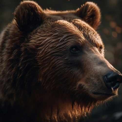 Новосибирская область разместит на выставочном стенде шкуру медведя