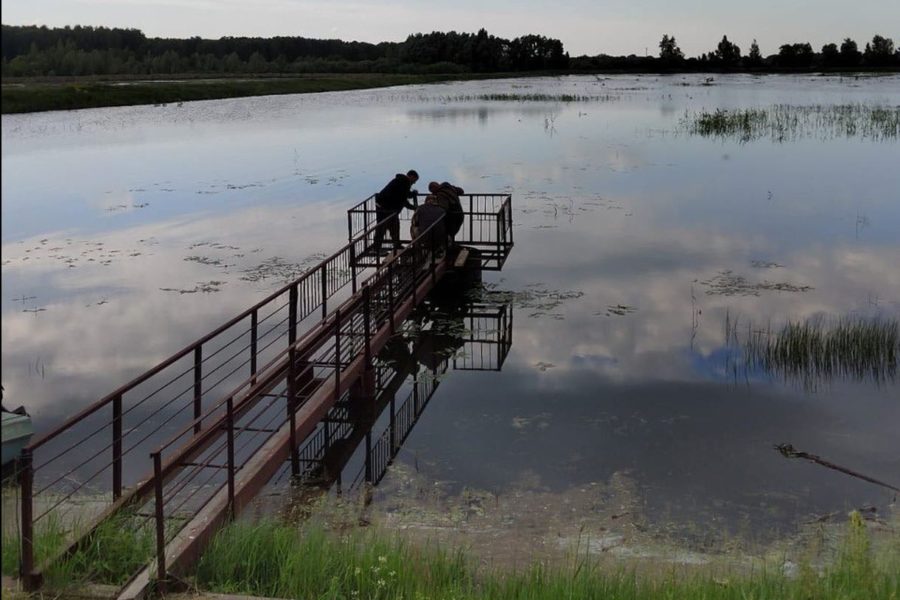 В сибирские реки в рамках экологической акции выпущены 50 тысяч мальков нельмы