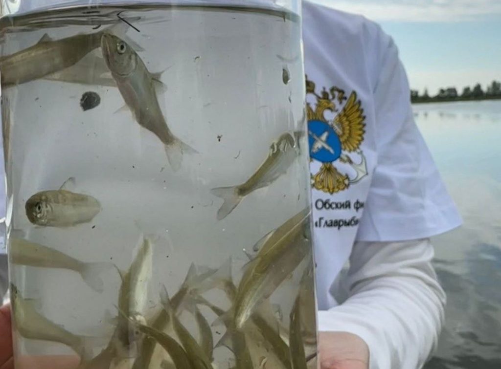 В сибирские реки в рамках экологической акции выпущены 50 тысяч мальков нельмы 