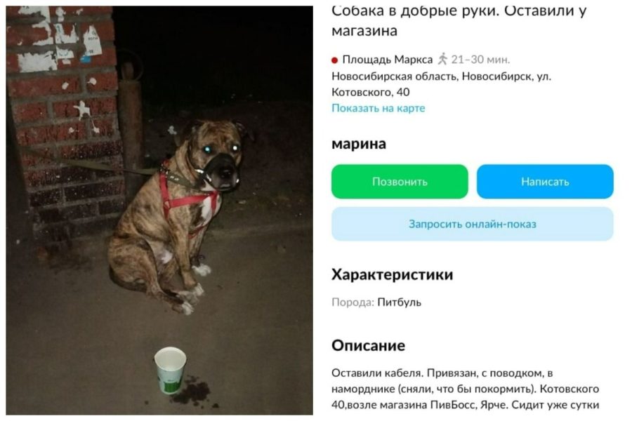 Cибиряки, приютившие пса участника СВО, выкинули его на улицу