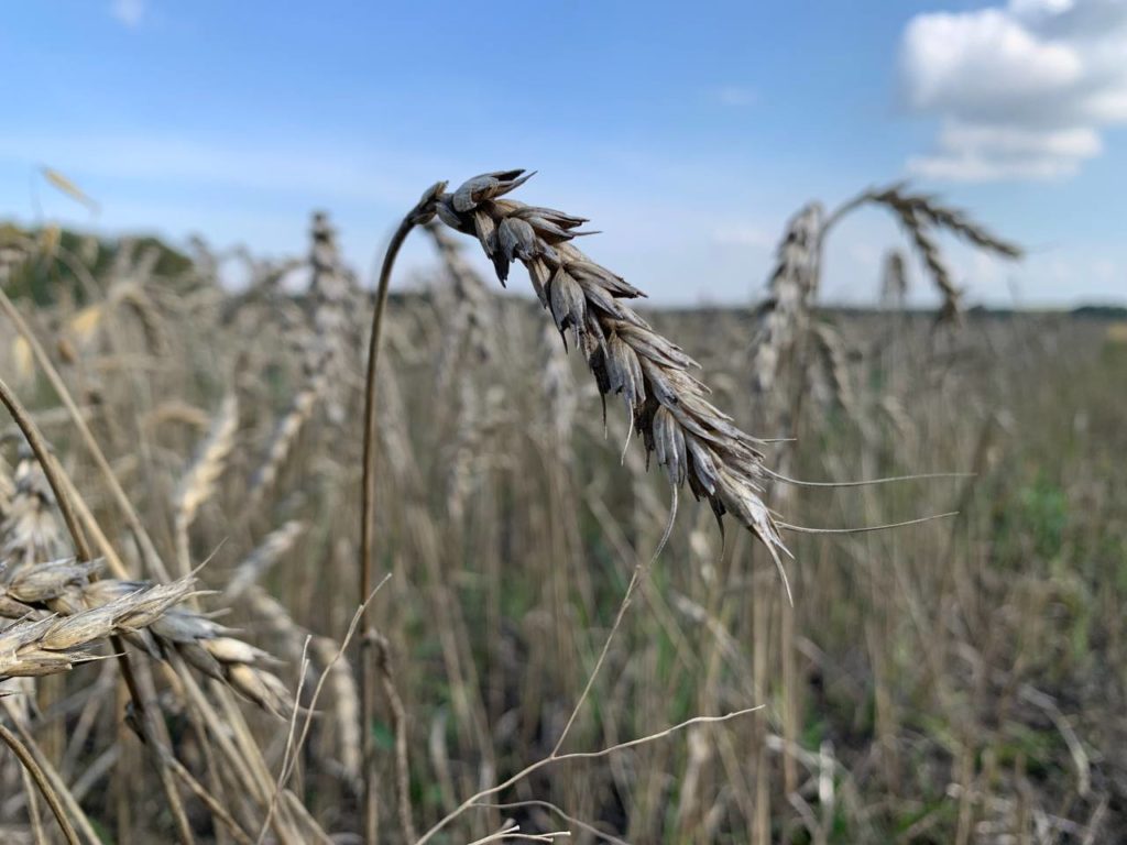 Аграрии планируют убрать зерновых на четверть выше потребностей региона
