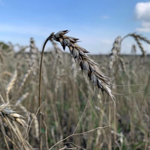 Аграрии планируют убрать зерновых на четверть выше потребностей региона