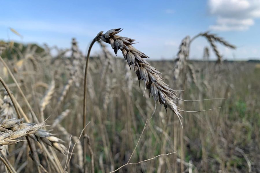 Аграрии планируют убрать зерновых на четверть выше потребностей региона
