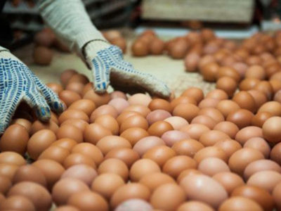 Производство яйца и мяса птицы с начала года выросло в Новосибирской области
