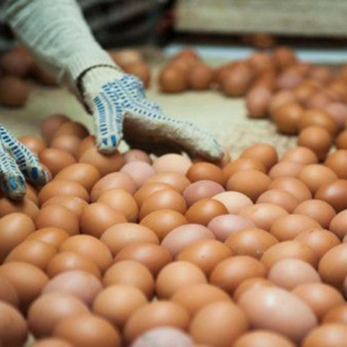 Производство яйца и мяса птицы с начала года выросло в Новосибирской области