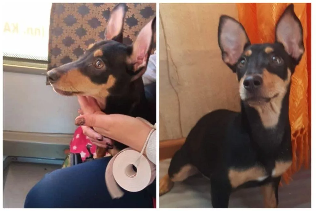 «Он плакал и хотел домой»: в Плющихинском жилмассиве нашли щенка-зайца