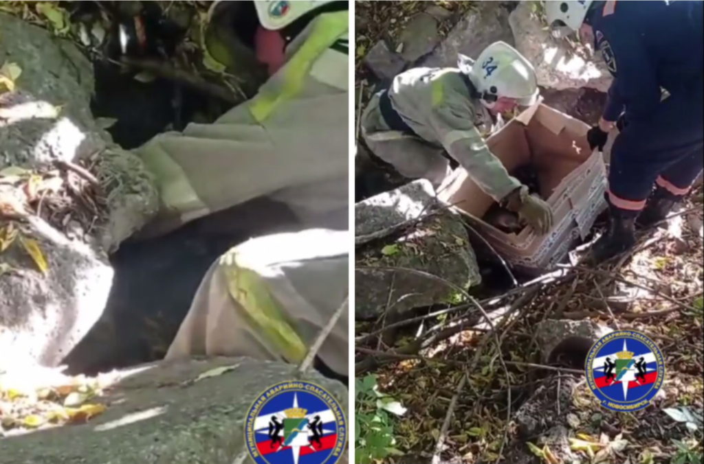 Спасатели вытащили щенка с перебитыми лапками из-под плит в Новосибирске