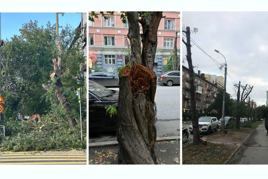 Новосибирцы крайне недовольны качеством обрезки деревьев в центре города