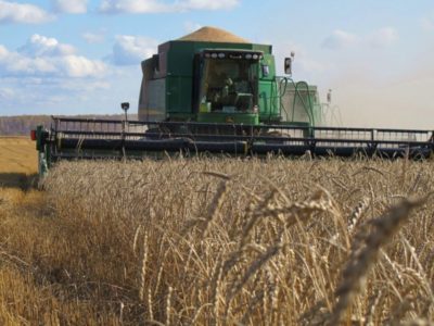 В Новосибирске растет цена на зерно