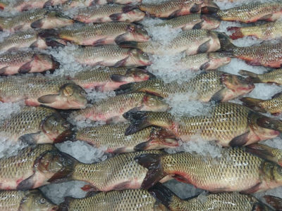 Новосибирская область отправила на экспорт более 6,7 тысяч тонн рыбной продукции