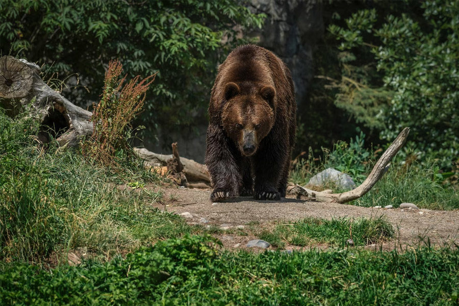 В Новосибирской области медведь остановил движение поездов на два часа
