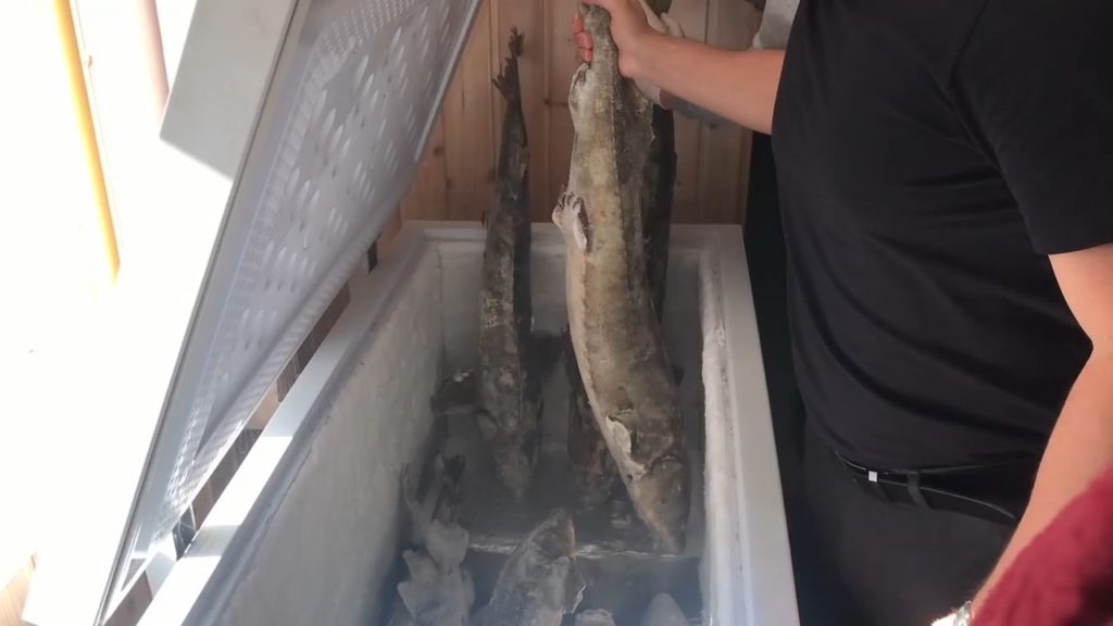 В Новосибирской области у браконьера изъяли 15 краснокнижных осетров