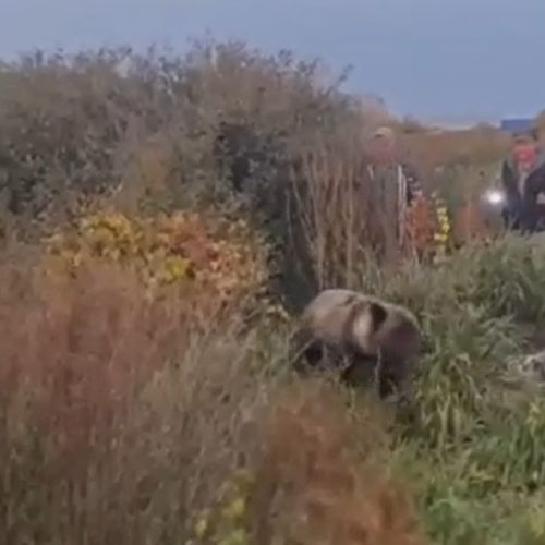 Медвежонка, лакомившегося малиной в огороде, прогнали криками под Новосибирском