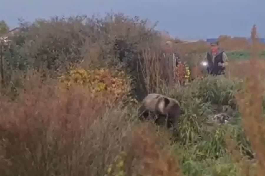 Медвежонка, лакомившегося малиной в огороде, прогнали криками под Новосибирском