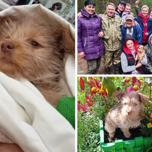 Собаке Юте, спасенной грибниками в Новосибирске, срочно нужен донор