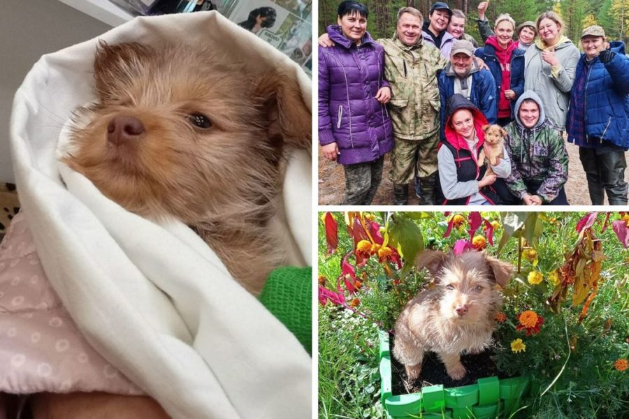 Собаке Юте, спасенной грибниками в Новосибирске, срочно нужен донор