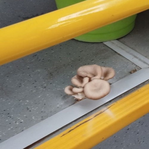 В автобусе Новосибирска выросли съедобные грибы