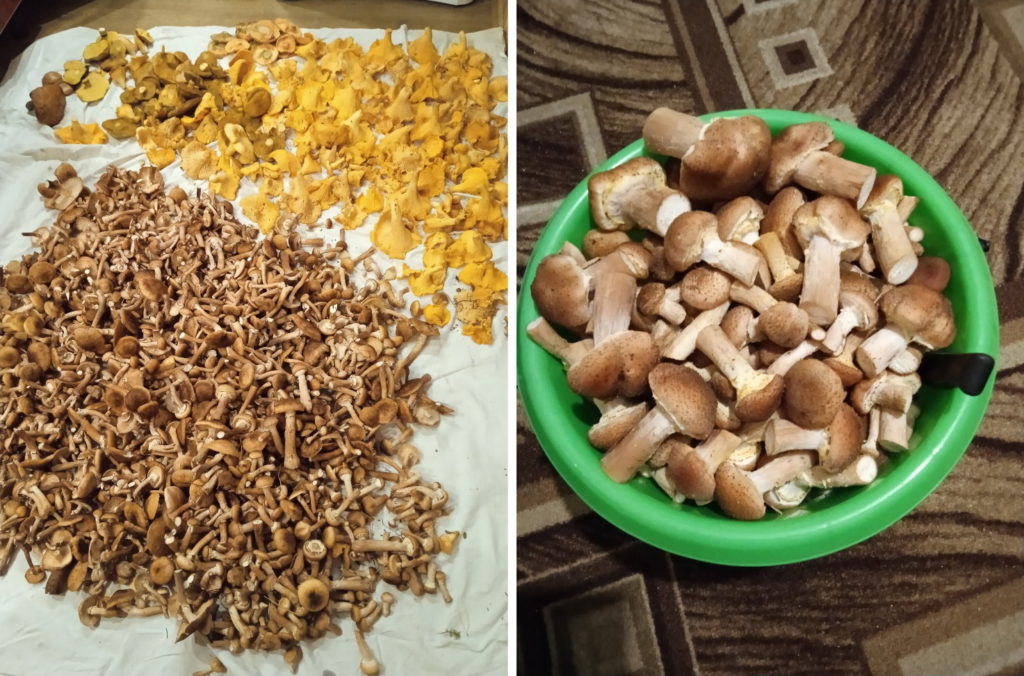 День грибника отмечают в Новосибирске любители тихой охоты