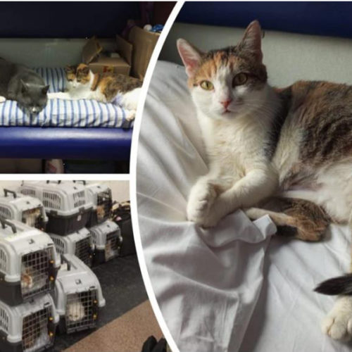 Жительница Новосибирска провезла в поезде 14 кошек, спасенных из-под обстрелов в Донбассе