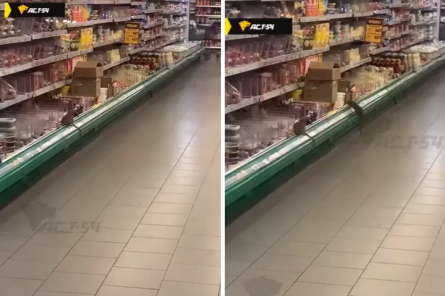 Новосибирцы запечатлели крыс в магазине «Мария-Ра»