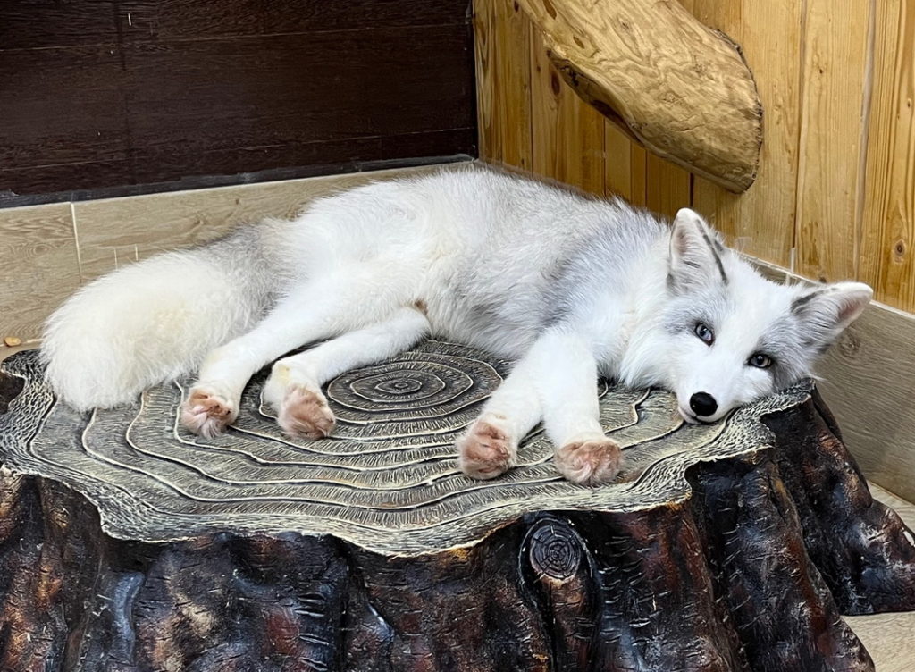 Белый лисенок уехал из новосибирского питомника в уфимский зоопарк