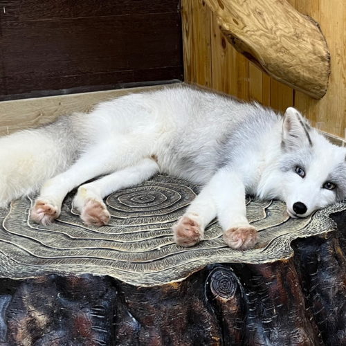 Белый лисенок уехал из Новосибирского питомника в уфимский зоопарк