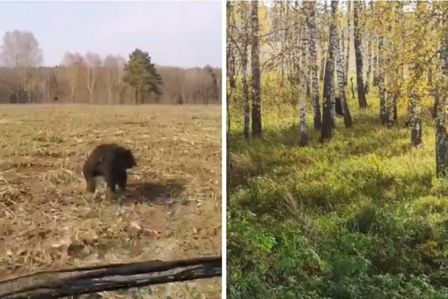 Комбайнеры прогнали медведя с поля под Новосибирском