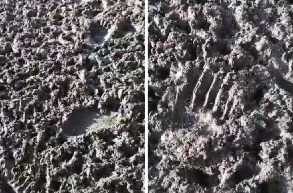 Медведь утащил из загона овец в Чулымском районе Новосибирской области