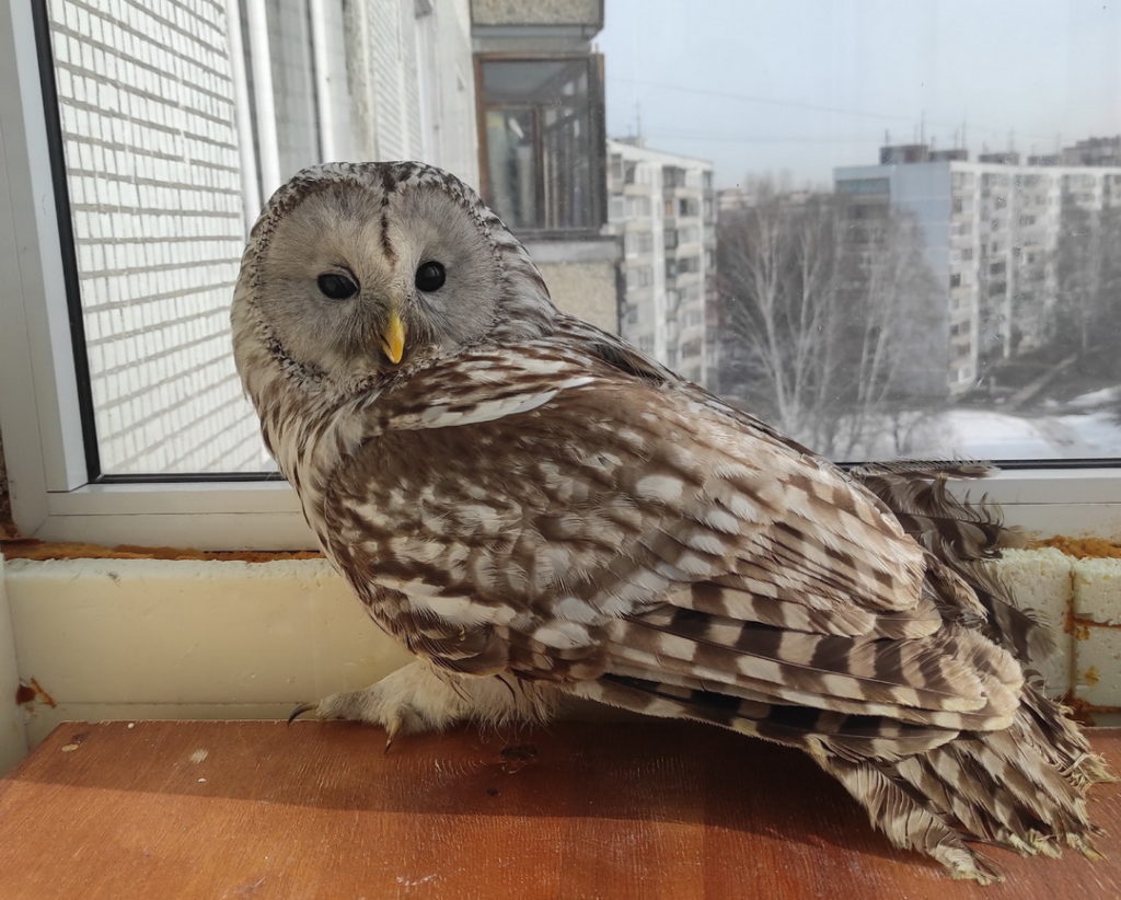 Тяжелобольную неясыть из Перми спасают в Новосибирске