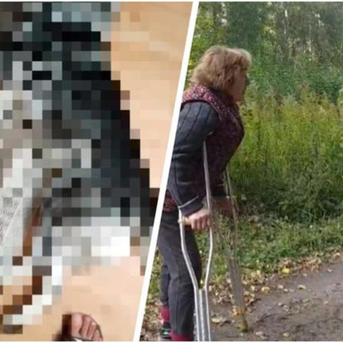 Новосибирец похитил своего пса из приюта, а после расправился с ним у себя дома