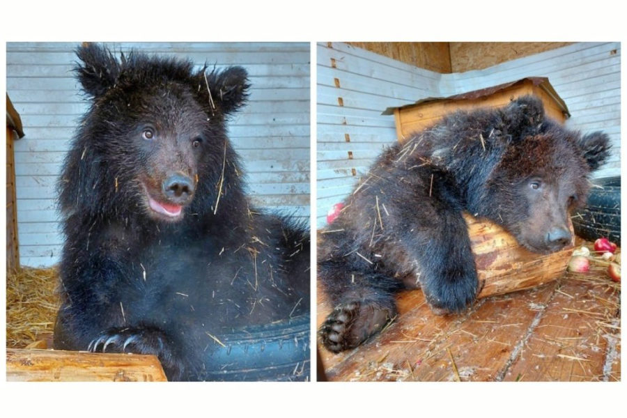Прошел год с тех пор, как местные жители нашли в Болотном двух маленьких медвежат-сирот