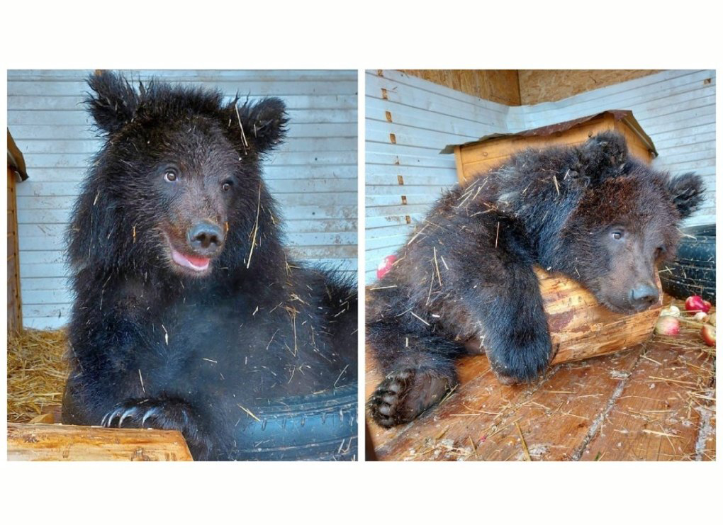 Прошел год с тех пор, как местные жители нашли в Болотном двух маленьких медвежат-сирот