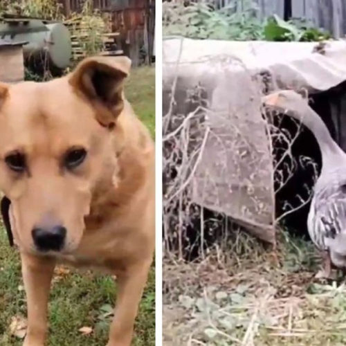 Под Новосибирском гусь и собака после смерти хозяина стали жить в одной будке