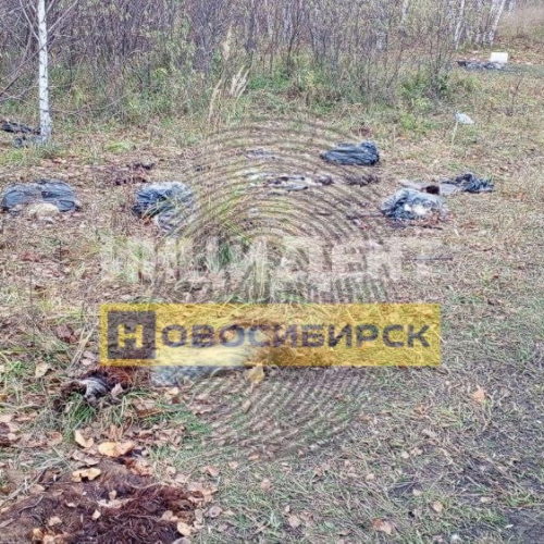 Десятки мертвых животных найдены в районе Ипподрома в Новосибирске