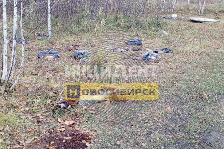 Десятки мертвых животных найдены в районе Ипподрома в Новосибирске