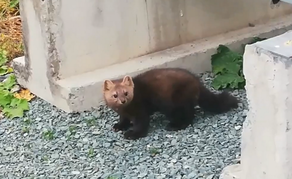 Хитрый соболь проник на территорию новосибирской ГЭС