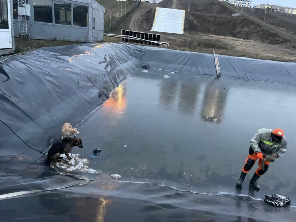 Спасатели вытащили двух собак из ямы с ледяной водой в Новосибирске