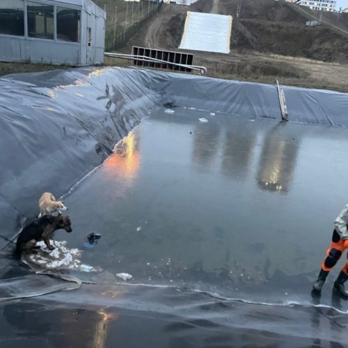Спасатели вытащили двух собак из ямы с ледяной водой в Новосибирске