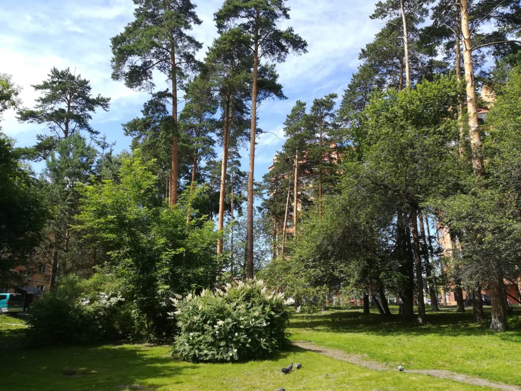 Ложками и шпателями предлагают спасать деревья в Новосибирске