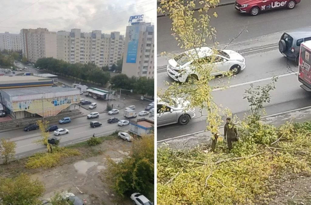 Вырубают деревья на Плющихинском жилмассиве в Новосибирске