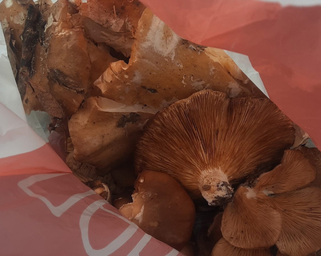 Целый пакет вешенок насобирала в снежном лесу жительница Новосибирска