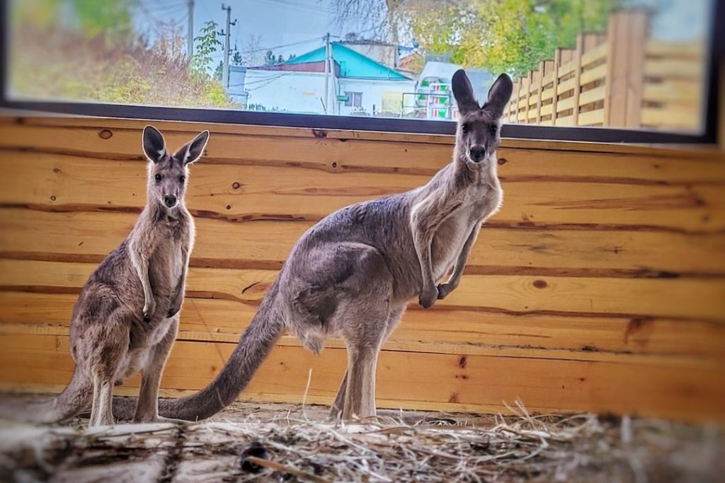 Пара новосибирских кенгуру переехала жить в единственный в России сельский зоопарк
