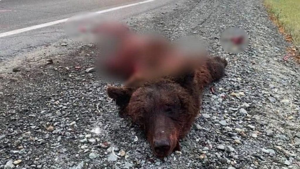 Водителя фуры, сбившего медведя, разыскивают в Новосибирской области
